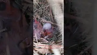 Breeding Progress of Jumbo Finch