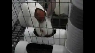 New rabbit feeders