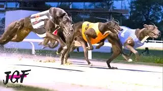 🏆 Greyhound Racing 🐾 480m Sprint! 🏆