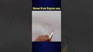 How to Draw Human Brain easily step by step ; Control & Coordination | class 10 #shorts