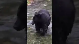 black bear playing with water