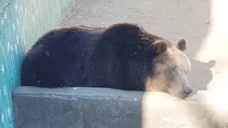 이것이 그렇게 무서운 곰인가?