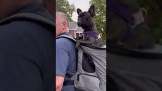 With PETSFIT backpack embark on exciting journeys while keeping your furry companion safe and secure