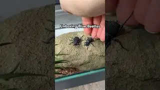 Распаковка еще нескольких синих жуков, притворяющихся мертвыми 🪲 #жуки #насекомые #домашниеживотн...