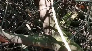 Cotton tail rabbit in the brush bushes 
