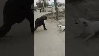 prank with dogs🤣😂 #funny #prankshorts #ytshorts #funnypranks #dogprankvideo #dogshorts