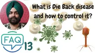 Mushroom Cultivation #FAQ 13 # What is Die-Back disease in mushroom?