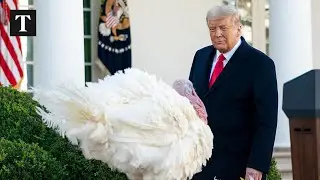 LIVE: Thanksgiving Turkeys Attend White House Press Briefing