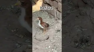 aseel chicks before & after #aseellovers Aseel growth #aseelmurga