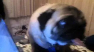 Constant Air Licking Pug!