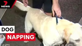 Townsville dog napping | 7 News Australia