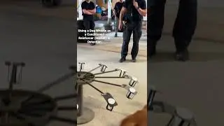 Dog whistle as a Conditioned Reinforcer (marker) in detection.