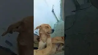 #funny #goldenretreivers #funnypet #funnydog #love #cuddly  #retreiver #cute #pets #animals #labra