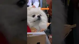Dogs in New York dress up for annual Halloween parade