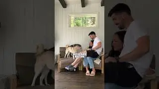 Sitting On My Wife&rsquo;s Lap To See How DRAMATIC Mini Huskies React