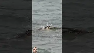 Osprey Struggles With Huge Catch - Bird Never Gives Up