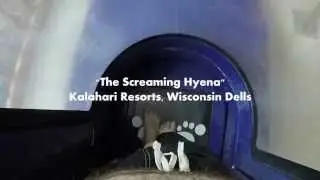 Kalahari - Screaming Hyena