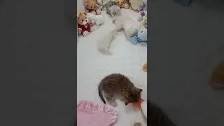 Baby floofies!😻#playfulkittens #beautiful #fluffykittens #cute #cats #kittens #petlover #shorts