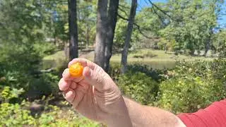 Ultimate Taste Test: Nice, Gummy Burst Clementine, Gummy Watermelon, Gummy Pumpkin @Kenny Davenport 