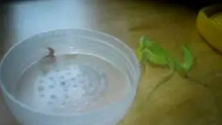 Modliszka - Sphrodomantis, mantis