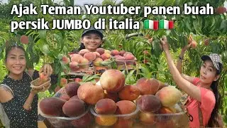 Ajak Teman Youtuber Panen Buah Persik Jumbo Di Italia - Peach Picking Season