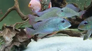 Geophagus tapajos red head and altifrons (suniramese)