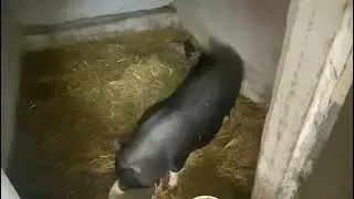 SO SÜß! Vietnamesische Hängebauchschweine bekommen Babys - Geburt dokumentiert!