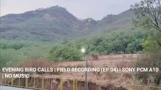Evening Bird Calls | Field Recording (Ep 04) | Sony PCM A10 | No Music
