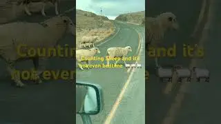#safetyalert#roadwarriors#animalscrossing#trucklife#truckdrivers#teamdrivers#hotshots#cars