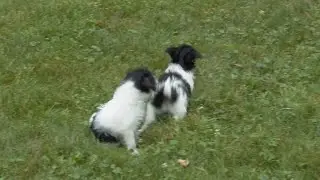 Monroe Miller's Toy Fox Terrier/Mini Poodle Puppies