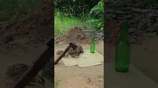 Unique Making Quail Trap #youtubeshorts