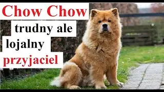 Chow Chow - trudny ale lojalny przyjaciel