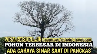 THE BIGGEST TREE IN INDONESIA IS HUNDREDS OF YEARS OLD IN TUKSONGO BOROBUDUR MAGELANG 😱...