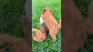Cute 🐶 #funnyanimals#curedog#funny#shorts#puppy#