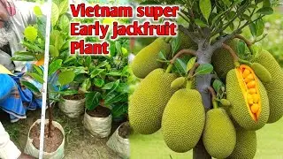 Vietnam )(super) (Early )(jackfruit) (original ) Best)( quality (plant) call : 8170982304