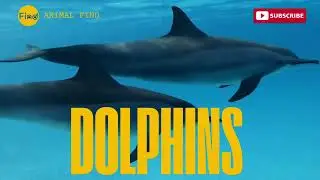 Discovering Dolphins: Amazing Facts About These Intelligent Marine Mammals
