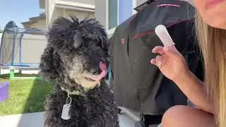 ORDORA PET Teeth Cleaning Wipes for Dogs & Cats Review