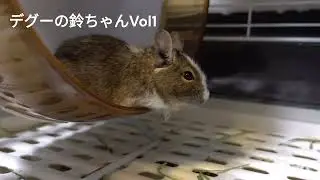 デグーの鈴(リン)ちゃんVol1