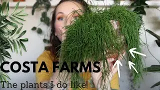 Costa Farms Plants I ACTUALLY LIKE!