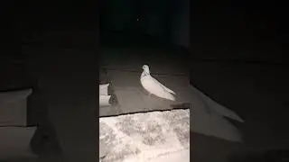 new kabutar 🕊️#viralvideo #likeandsubscribe