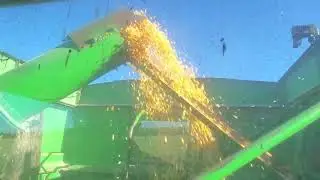Organic Corn Harvest 2020
