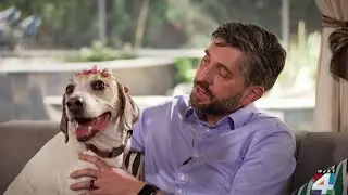 Cutting edge linear accelerator kills cancer in dogs