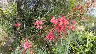 Grevillea johnsonii.