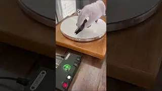 How do we clean vinyl records? Rekkord Audio Brush