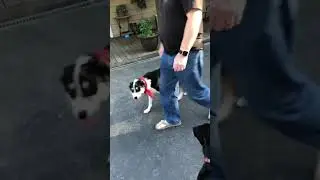 Service Dog Training&hellip;Ignoring Distraction and Other Animals
