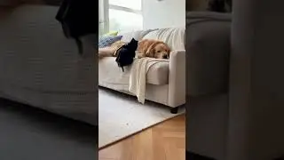 Tiny Chihuahua in HILARIOUS Costume Pranks Giant Dog!