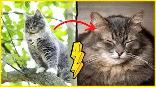 SO ver&auml;ndert sich deine alte Katze - WOW! 😱