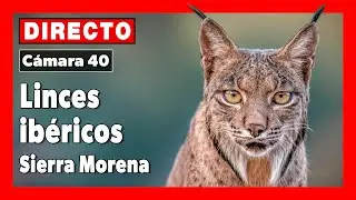 Lince ibérico (Lynx pardinus) 🔴 DIRECTO Sierra Morena (Cámara 40 | Jaén)