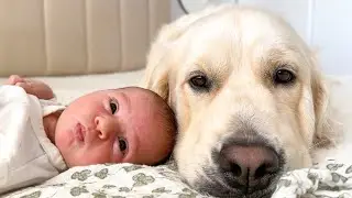 Golden Retriever Falls in Love with Newborn Baby