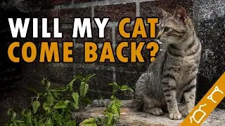 Why Cats Leave And Never Return? Do Cats Come Back Home If They Run Away?